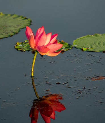 A lily flower in Kakadu National Park