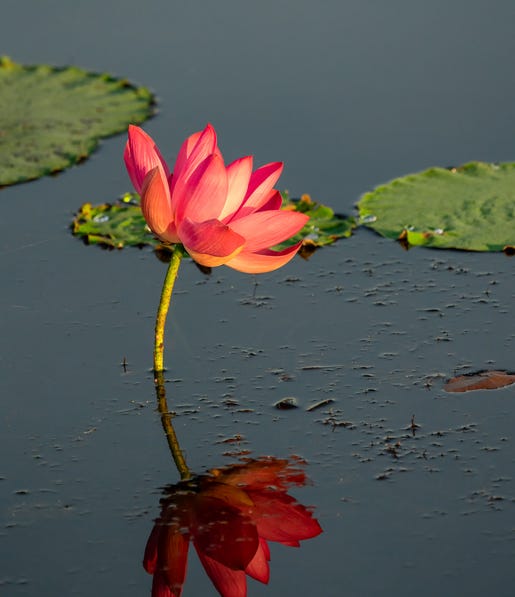 A lily flower in Kakadu National Park