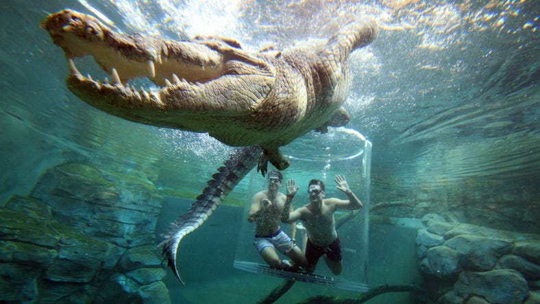 Cage of Death crocodile