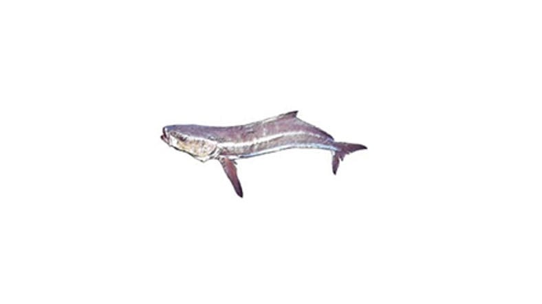 Illustration of a Cobia