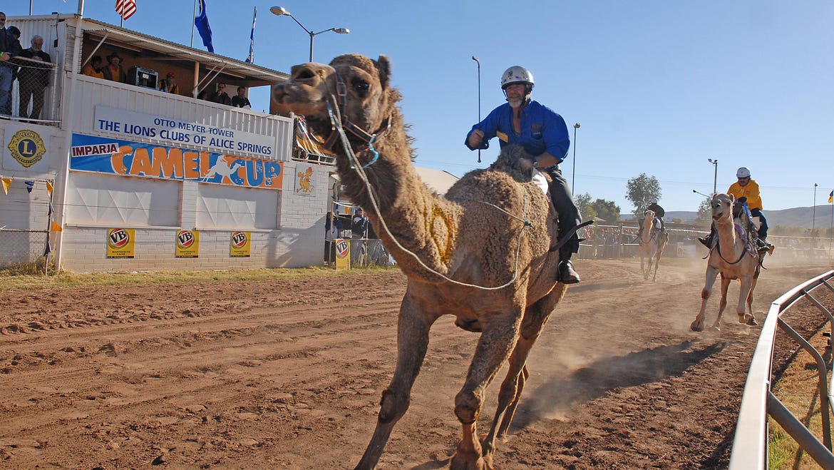 Camels racing at the Camel Cup in Alice Springs