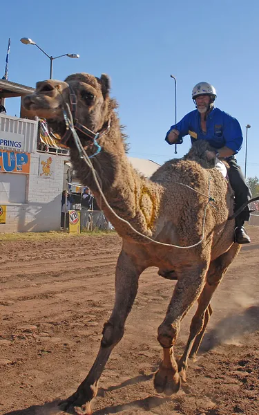 Camels racing at the Camel Cup in Alice Springs