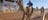 Camels racing at the Camel Cup in Alice Springs