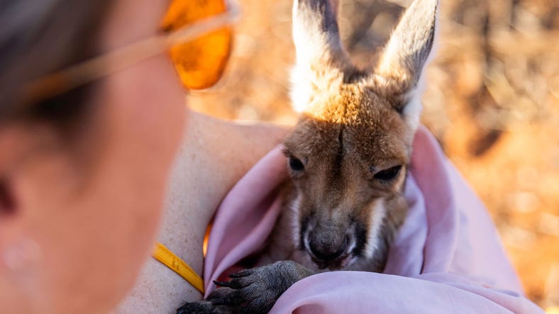 lady-holding-a-baby-kangaroo-at-earth-sanctuary