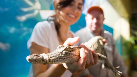 posing-with-baby-crocodile-at-crocosaurus-cove