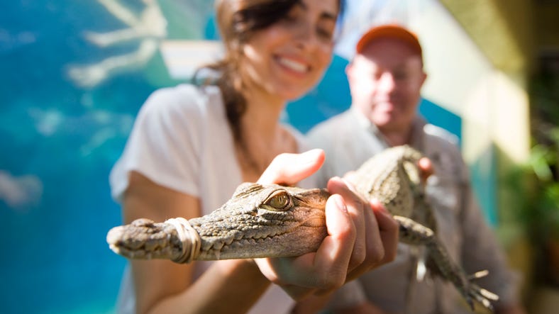 posing-with-baby-crocodile-at-crocosaurus-cove