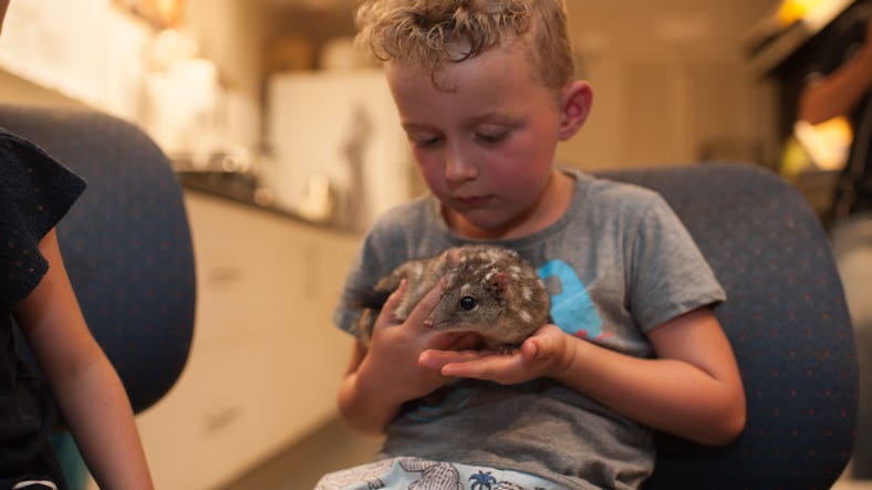 Child holding a spotted quoll