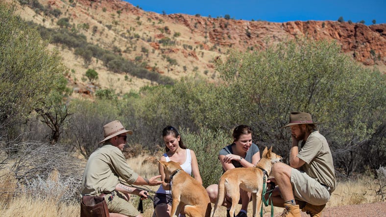 interacting-with-dingoes-at-alice-springs-desert-park