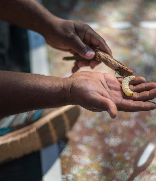 Witchetty grub on the kaarke cultural tour
