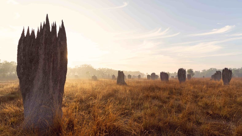 Magentic termite mounds