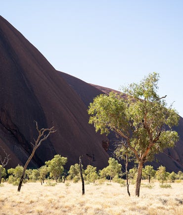 Trees at the base of Uluru