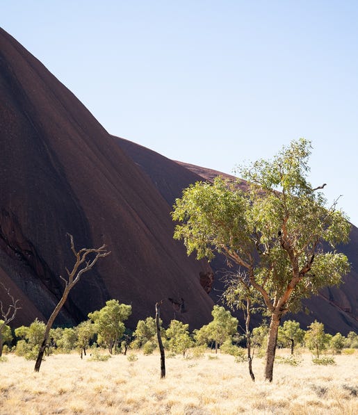 Trees at the base of Uluru