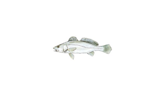 Illustration of a Black Jewfish