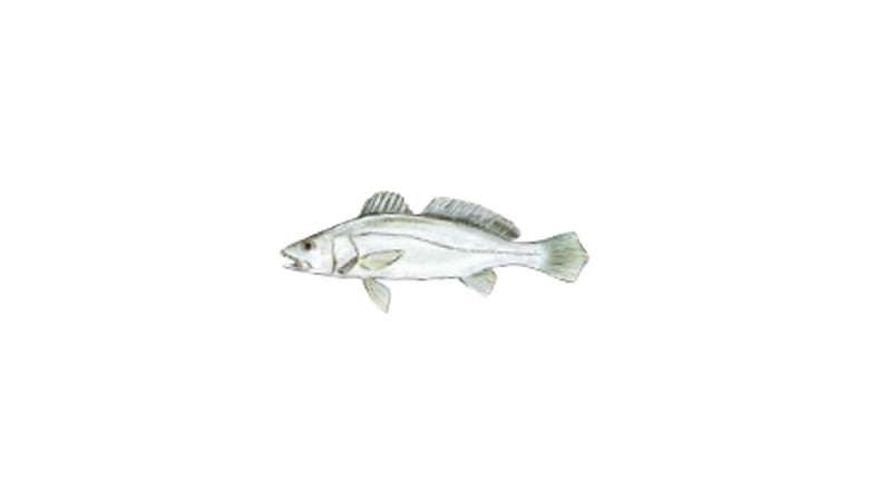 Illustration of a Black Jewfish