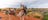 A couple riding a camel in front of Uluru with a rainbow in the background