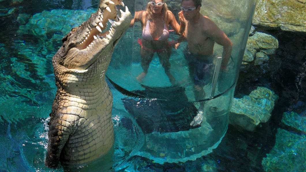 visitors-enjoying-the-cage-of-death-experience-with-a-large-crocodile-jumping-at-crocosaurus-cove-in