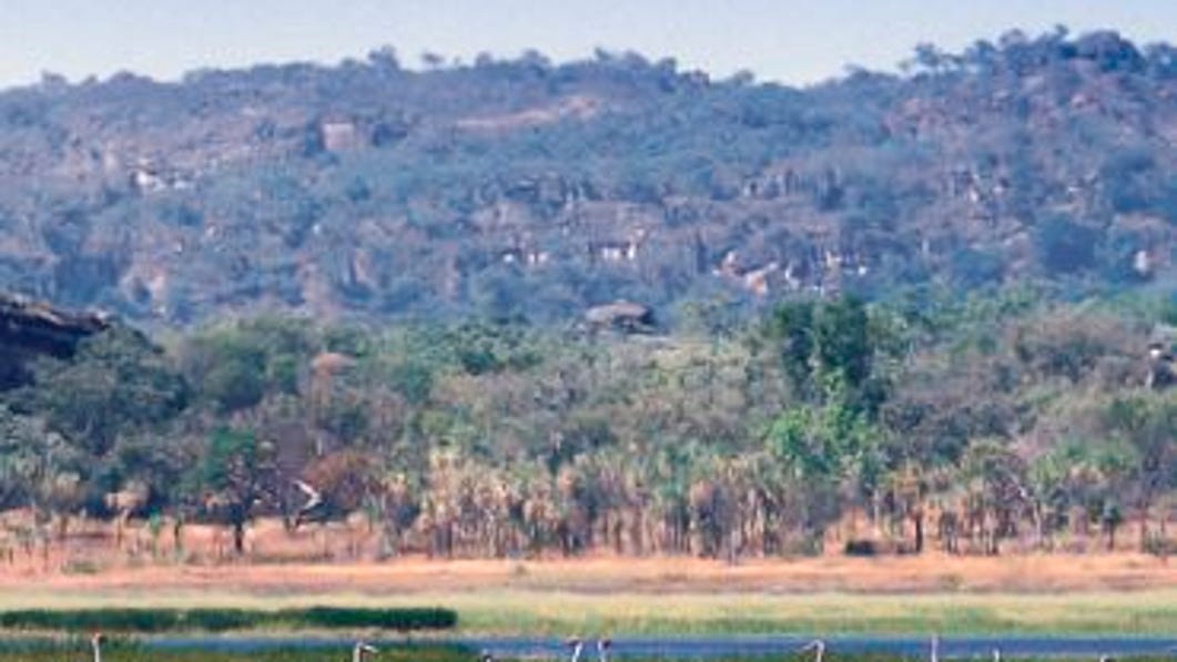 a large group of birds in kakadu national park.jpg