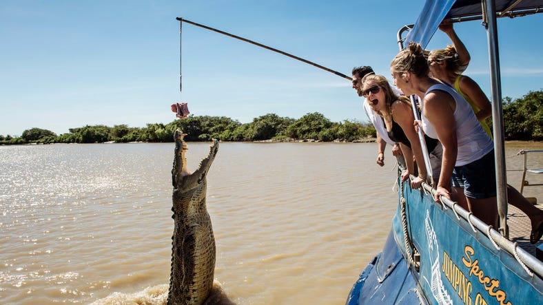 Spectacular Jumping Crocs - croc jumping for food