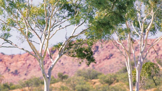 Lady putting on the golf course in Alice Springs