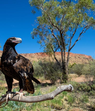 Wedge tail eagle at Alice Springs Desert Park