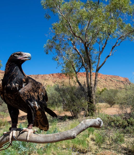 Wedge tail eagle at Alice Springs Desert Park