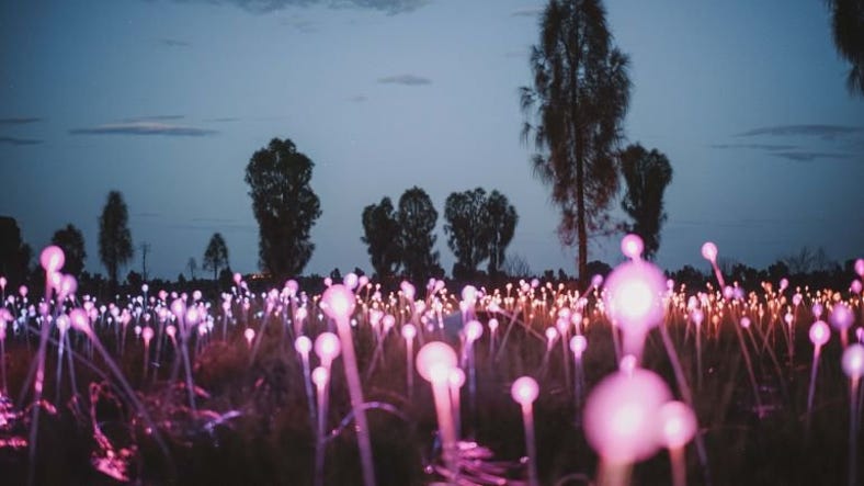 Field of Light installation at Uluru.jpg