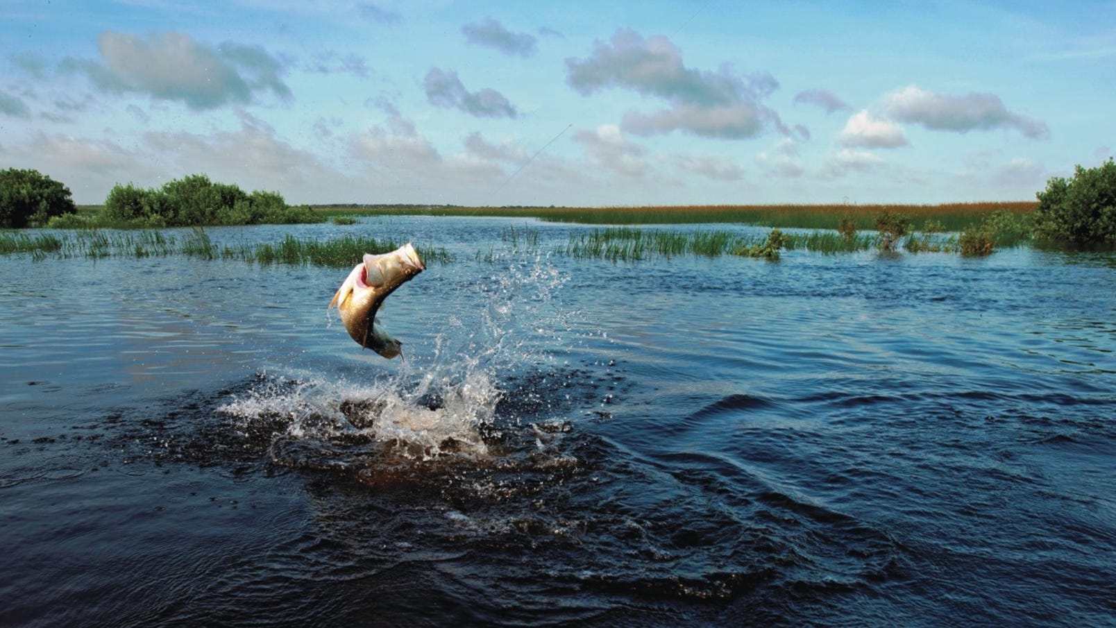 Kakadu Yellow Water Cruise Barramundi fishing Barra Jumping.jpg