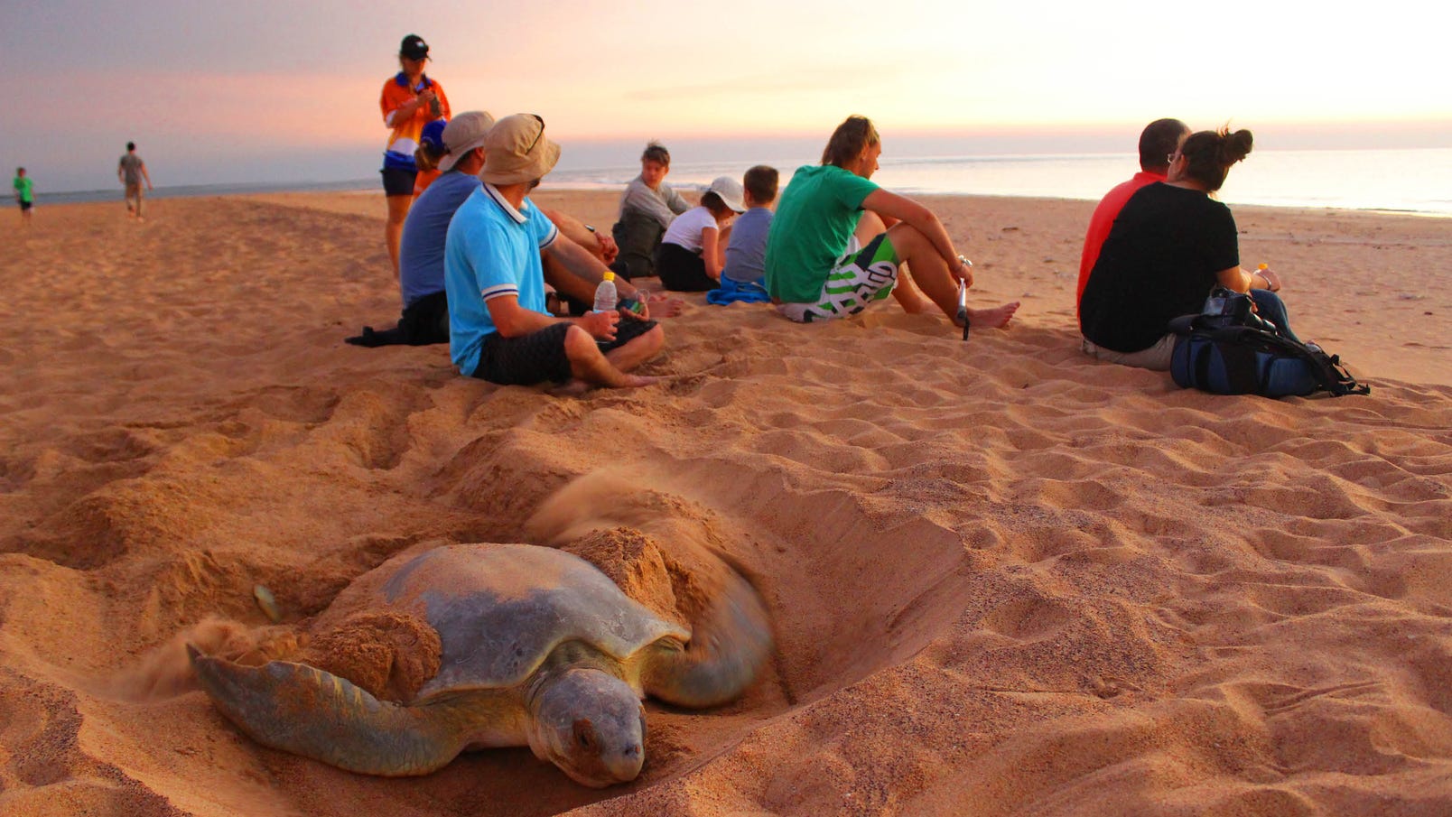 turtle in the sand on a see darwin turtle tour