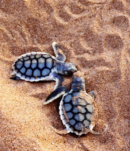 Baby turtles Bare Sand Island