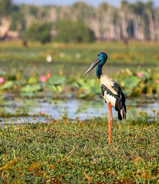brolga at the yellow water billabong in kakadu national park