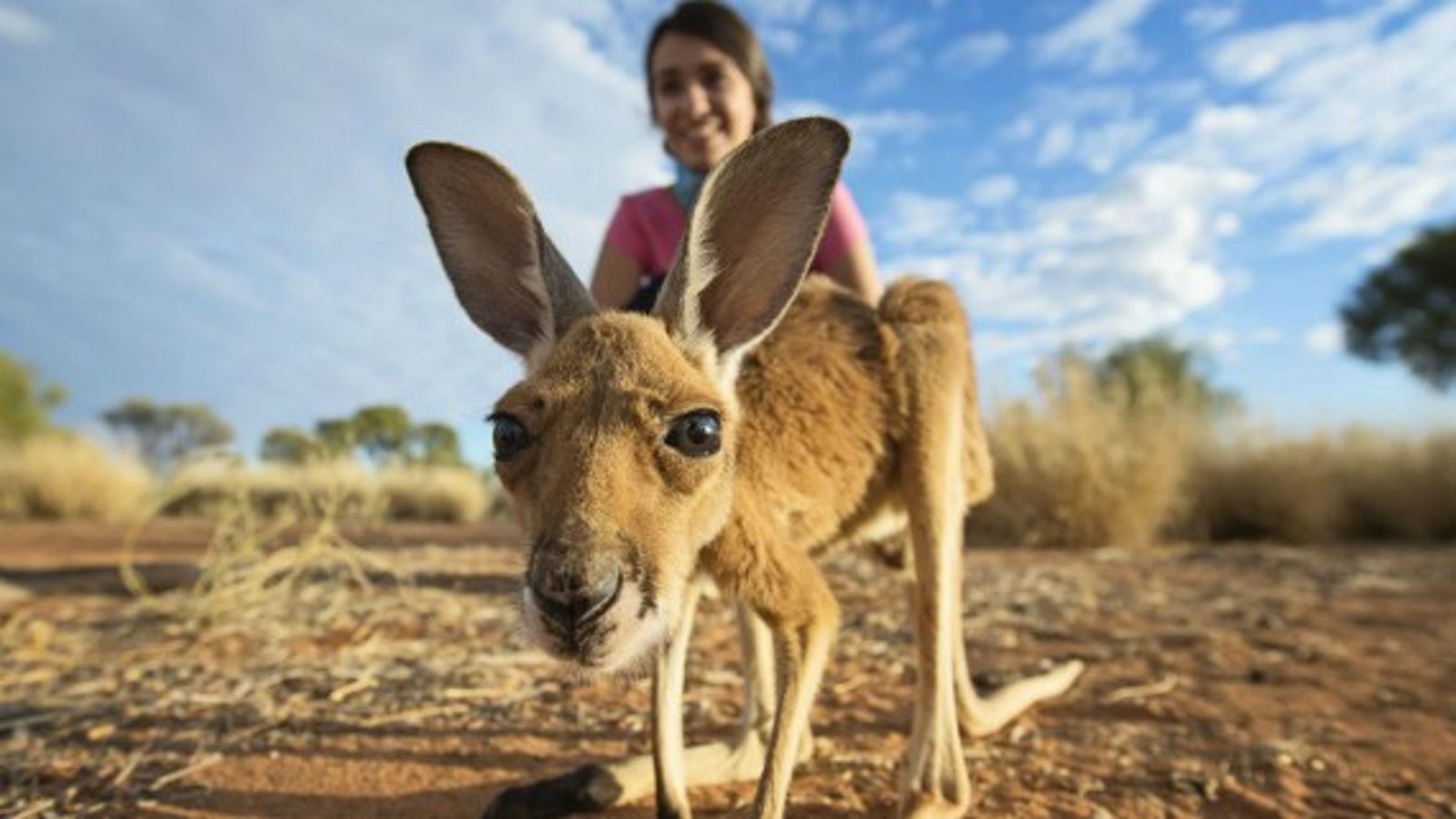 A joey at the Kangaroo Sanctuary in Alice Springs