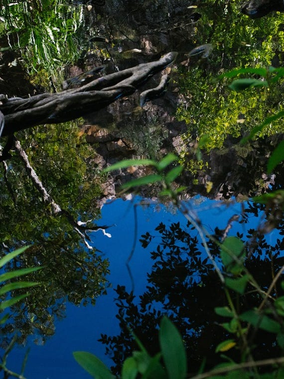 Water Reflections in BininjCountry