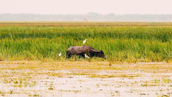 Bird sitting on top of a buffalo at Bamurru Plains