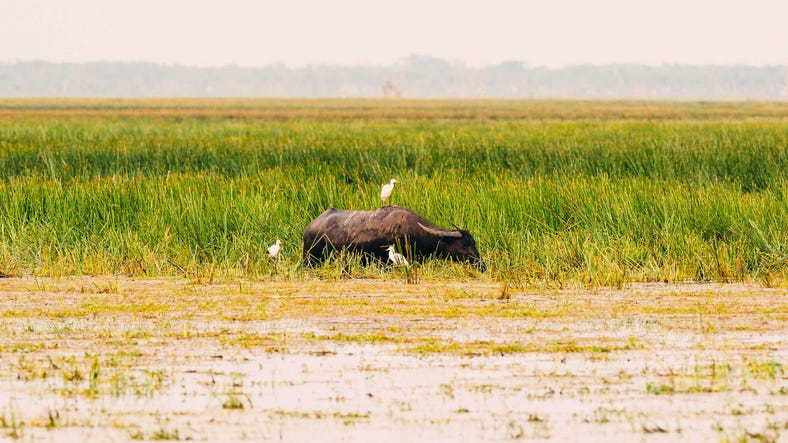 Bird sitting on top of a buffalo at Bamurru Plains