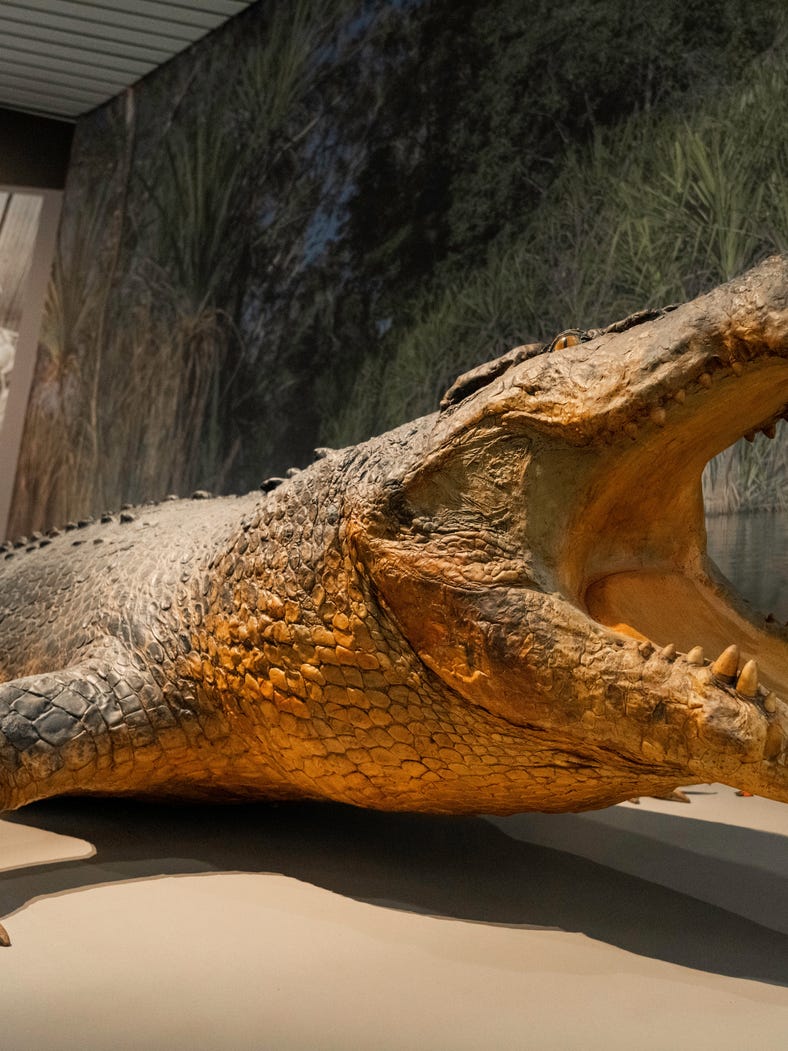 Crocodile in muesuem