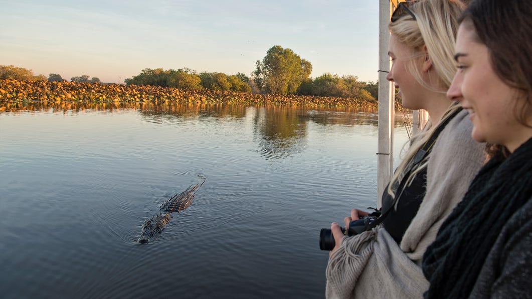 Yellow Water Cruises crocodile
