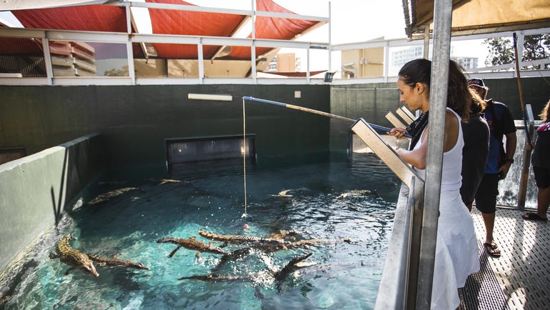 Crocodile feeding at Crocosaurus Cove