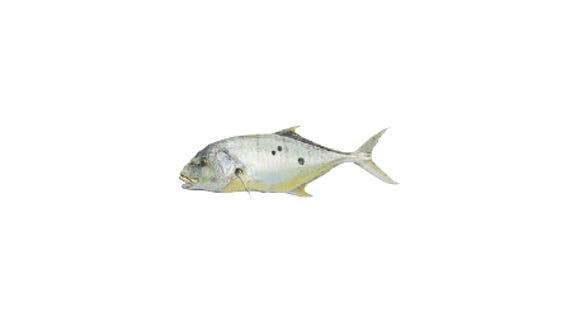 Illustration of a Golden Trevally