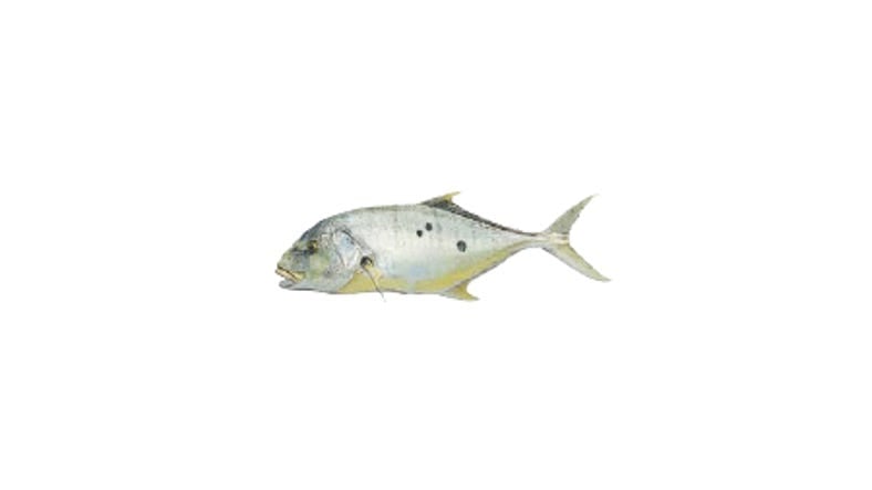 Illustration of a Golden Trevally