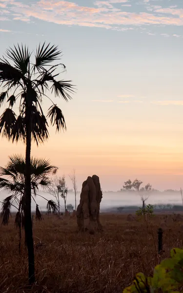 Termite mounds in Litchfield National Park hiding in the fog