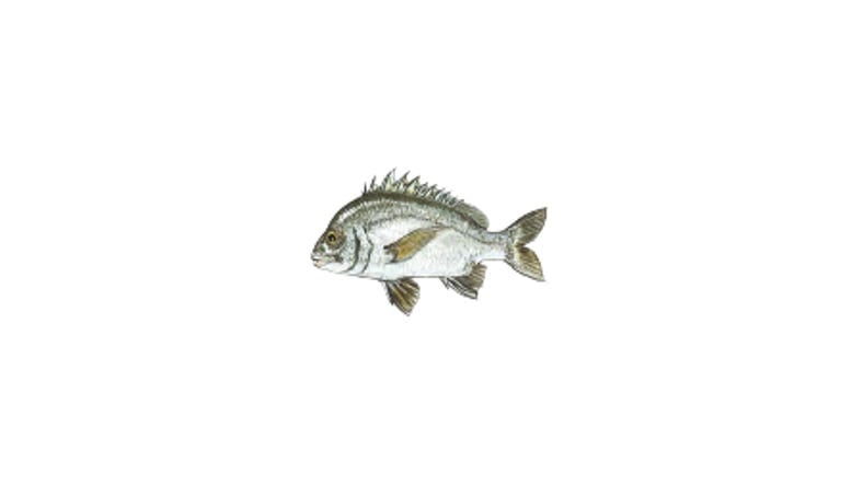 Illustration of a Pikey Bream