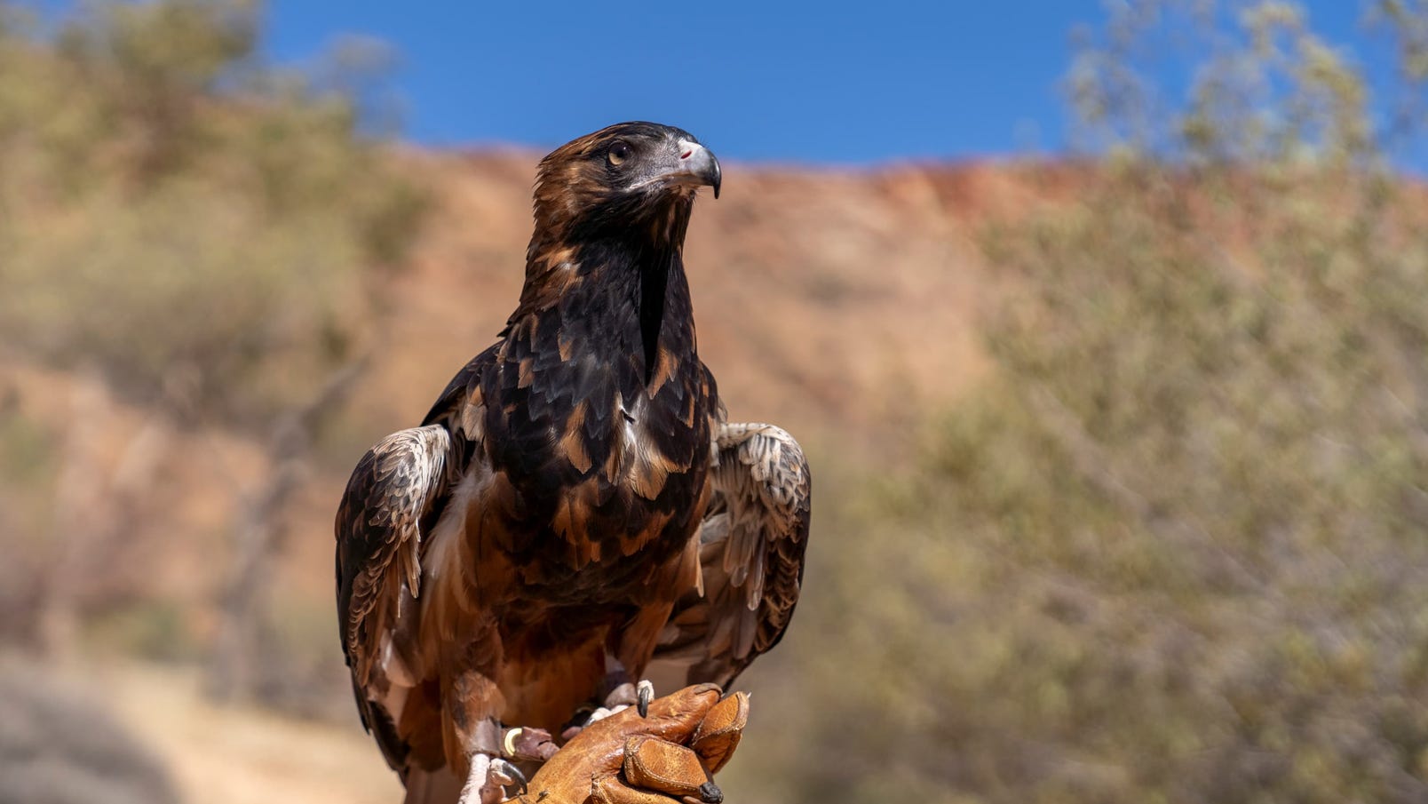 Alice springs desert park