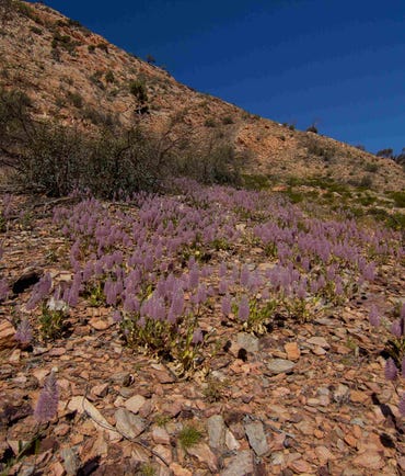 Desert wildflowers on the Larapinta trail