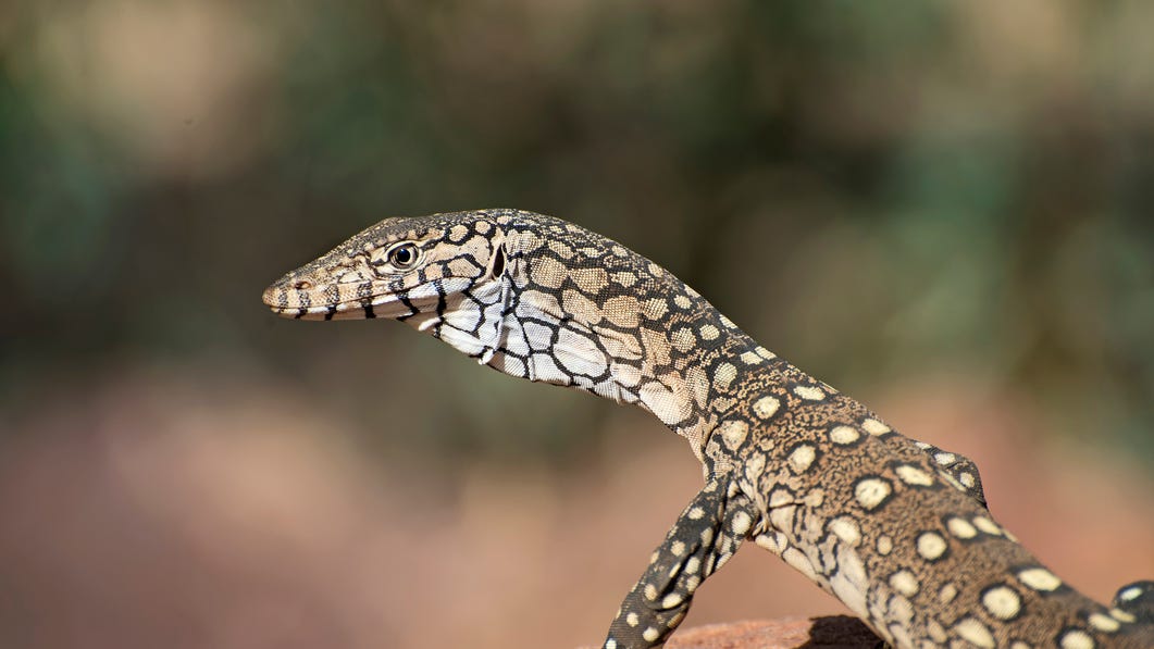 Perentie sitting on a rock in East MacDonnell Range National Park