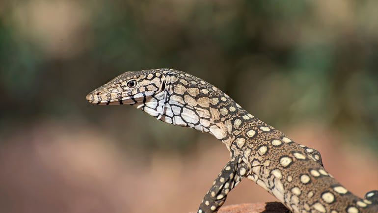 Perentie sitting on a rock in East MacDonnell Range National Park