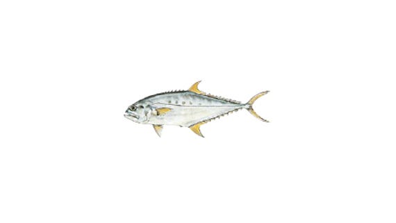 Illustration of a Queenfish
