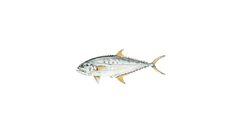 Illustration of a Queenfish