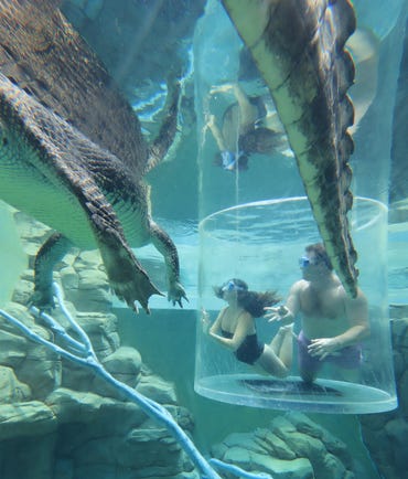 Couple viewing crocodiles through perspex box at Crocosaurus Cove