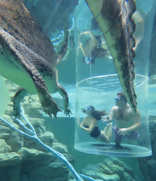 Couple viewing crocodiles through perspex box at Crocosaurus Cove
